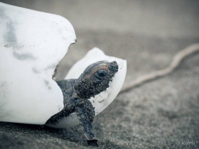 tortuga nacimiento